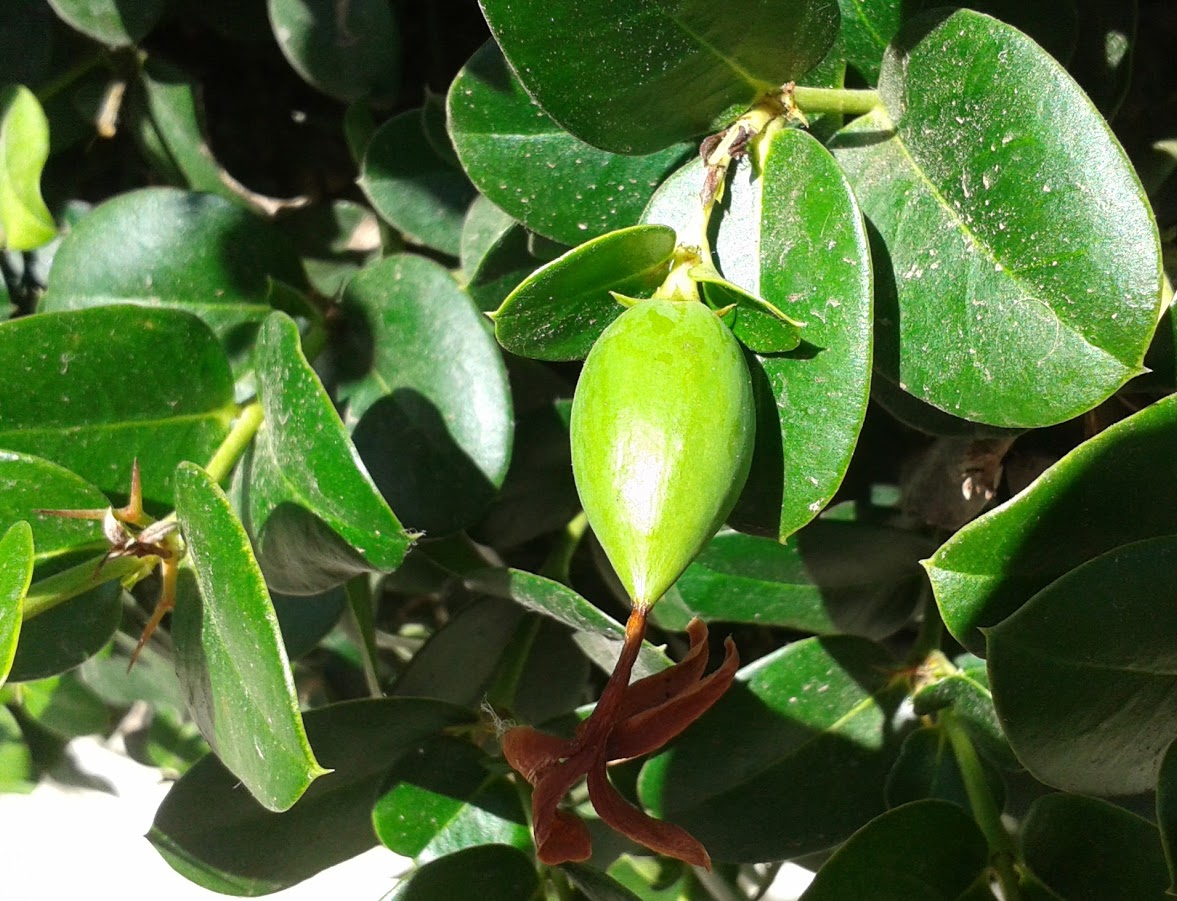 Image of Carissa macrocarpa specimen.