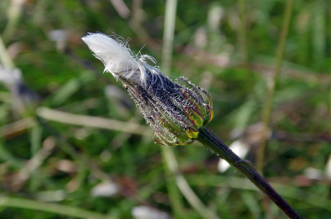 Image of Crepis rhoeadifolia specimen.