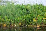 Calla palustris. Заросли плодоносящих растений с невызревшими соплодиями на прибрежном мелководье. Амурская обл., Бурейский р-н, окр. с. Виноградовка, р. Асташиха. 25.07.2016.