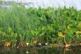 Calla palustris