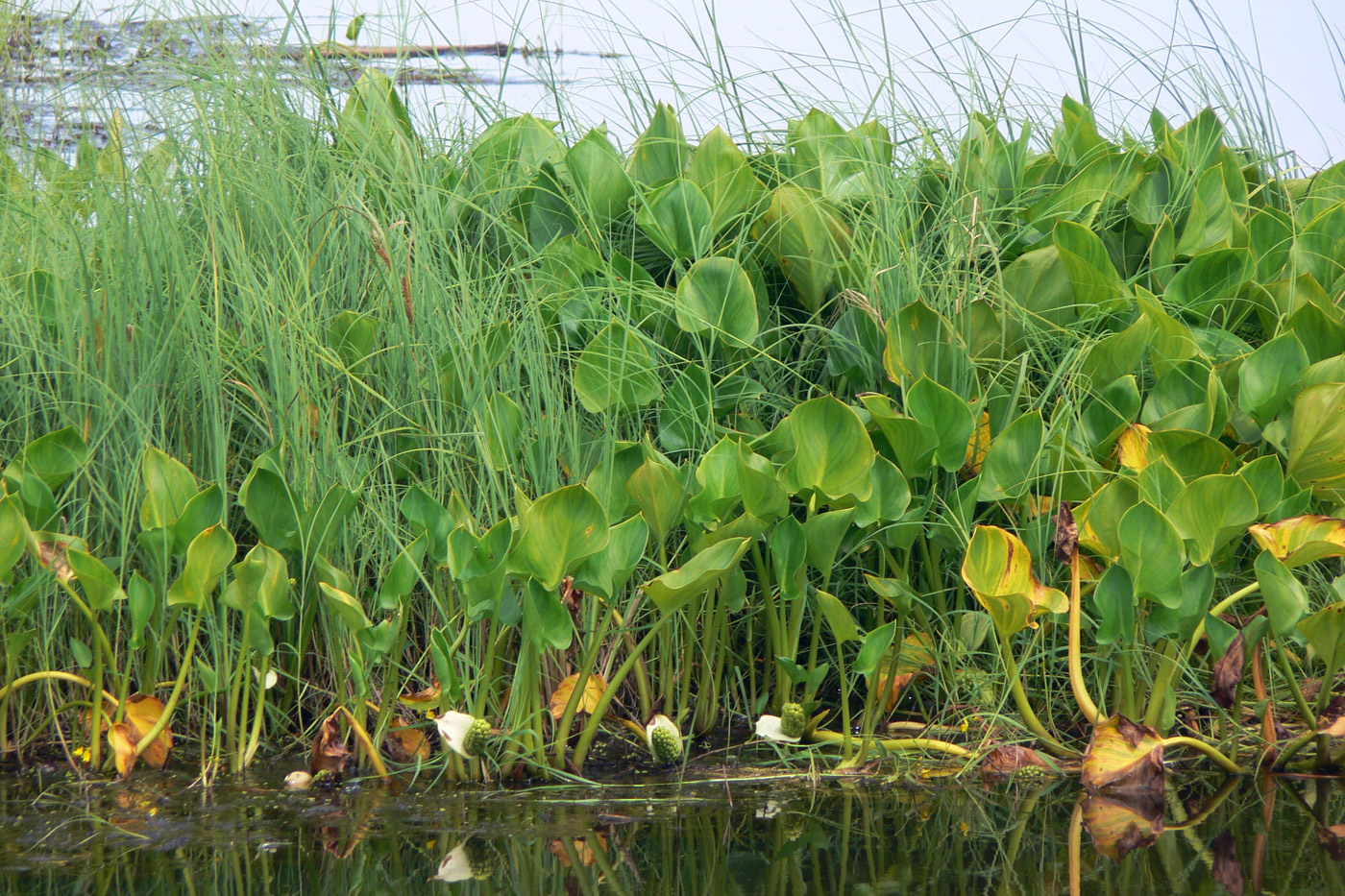 Изображение особи Calla palustris.