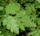 Physocaulis nodosus