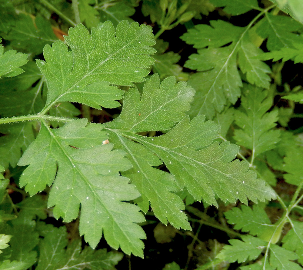 Image of Physocaulis nodosus specimen.