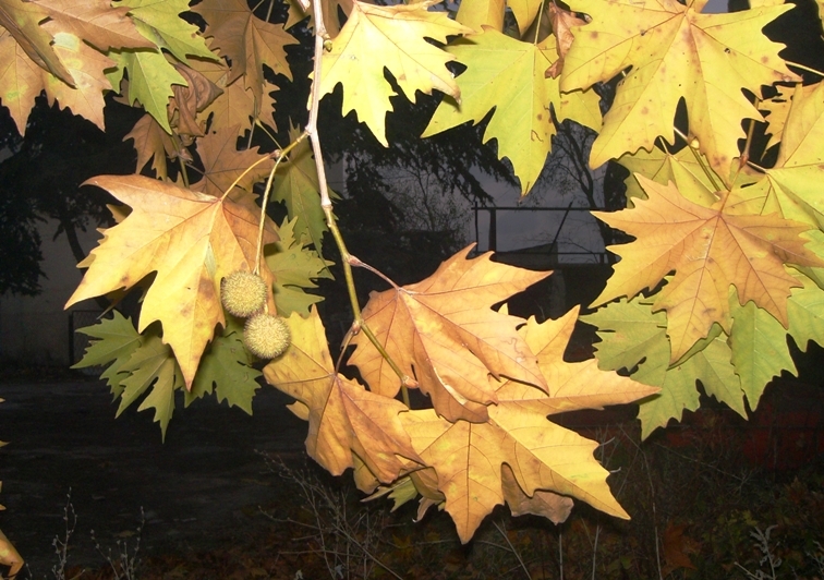 Image of Platanus orientalis specimen.