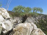 Seseli ponticum. Вегетирующее растение с обнажившейся верхней частью корня. Краснодарский край, м/о г. Геленджик, хребет Маркотх, юго-западный склон горы, обращённый к морю, скальное обнажение. 15.10.2016.