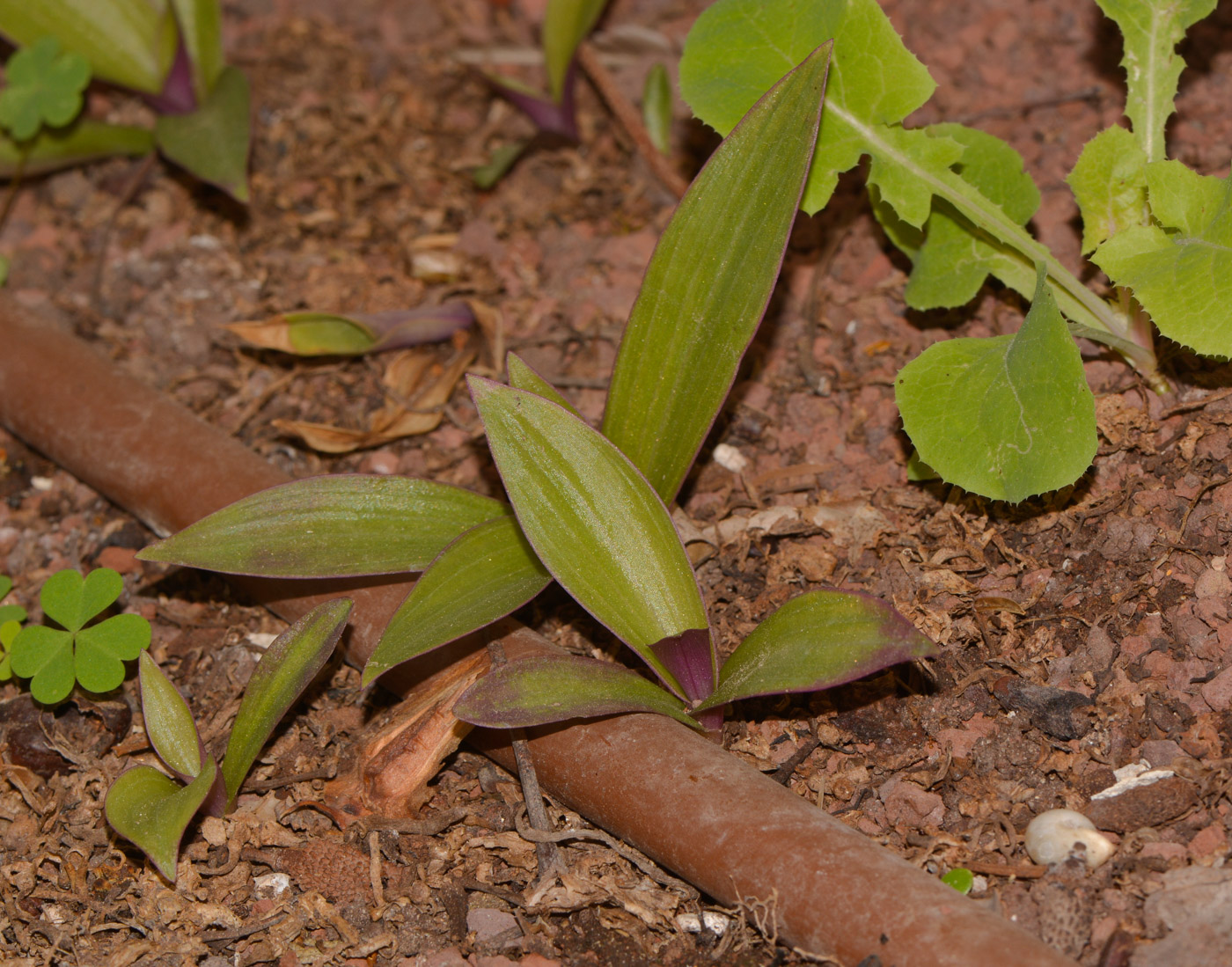 Изображение особи Rhoeo spathacea.