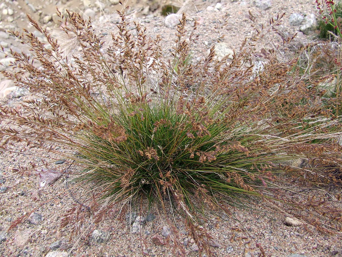 Изображение особи Festuca ovina.