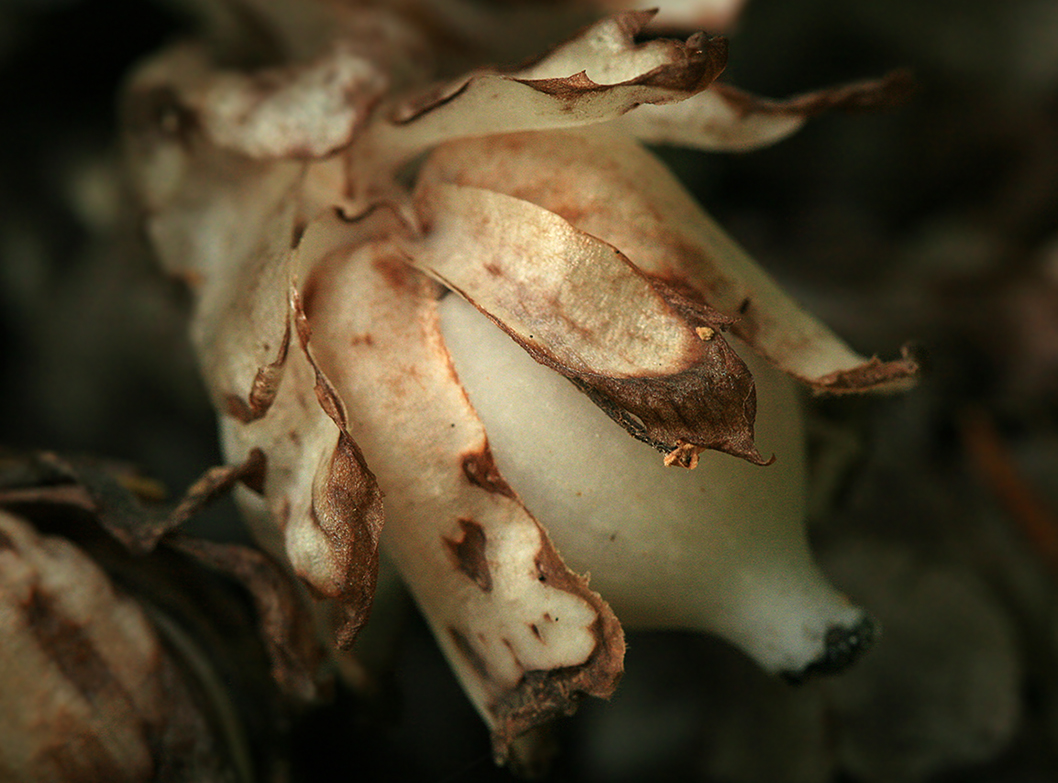 Image of Monotropastrum humile specimen.