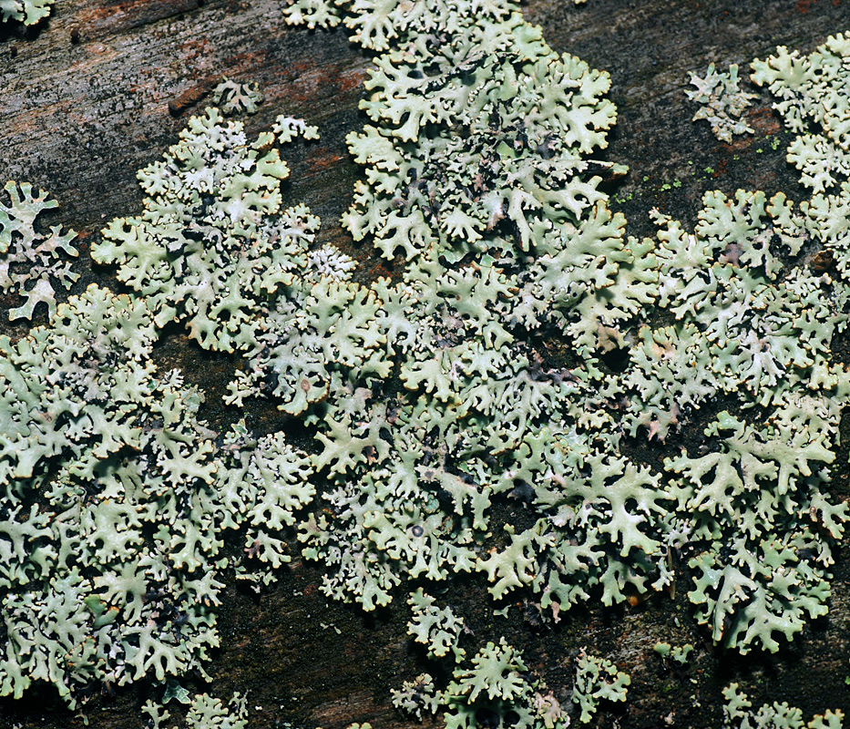 Image of Hypogymnia physodes specimen.