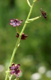 Veratrum maackii. Часть соцветия. Амурская обл., Бурейский р-н, окр. с. Малиновка. 17.07.2016.