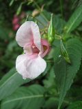 Impatiens glandulifera