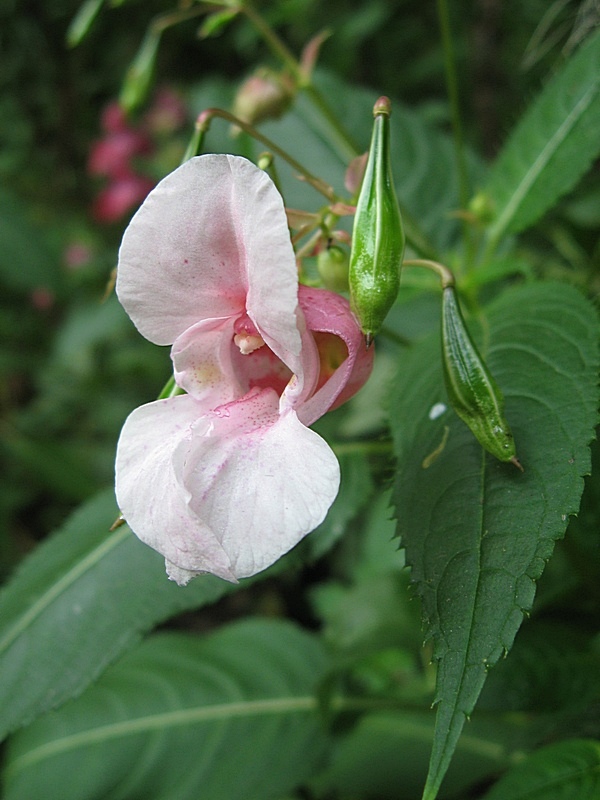 Изображение особи Impatiens glandulifera.