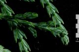Thuja sutchuenensis