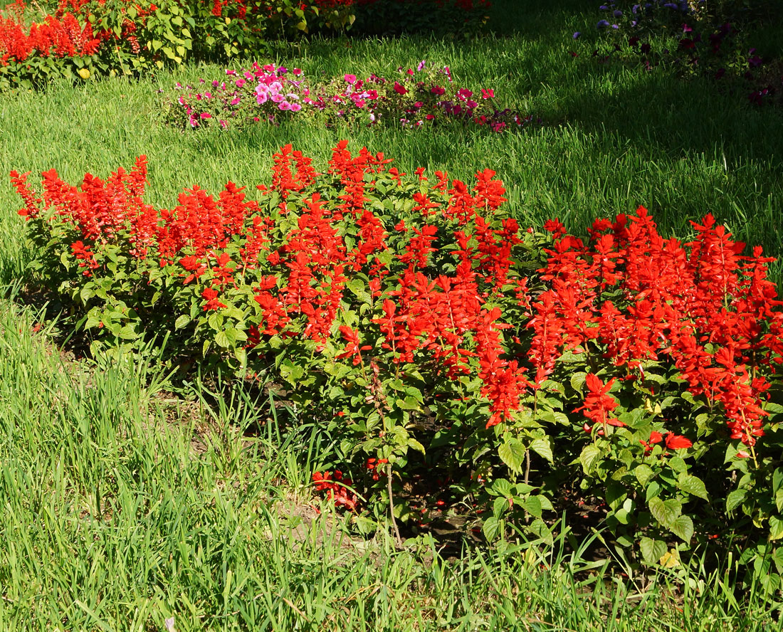 Изображение особи Salvia splendens.