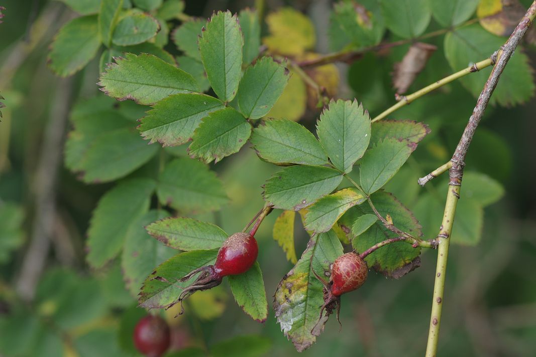 Изображение особи Rosa pendulina.