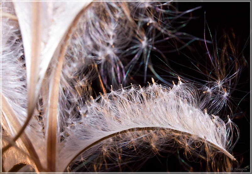 Image of genus Epilobium specimen.