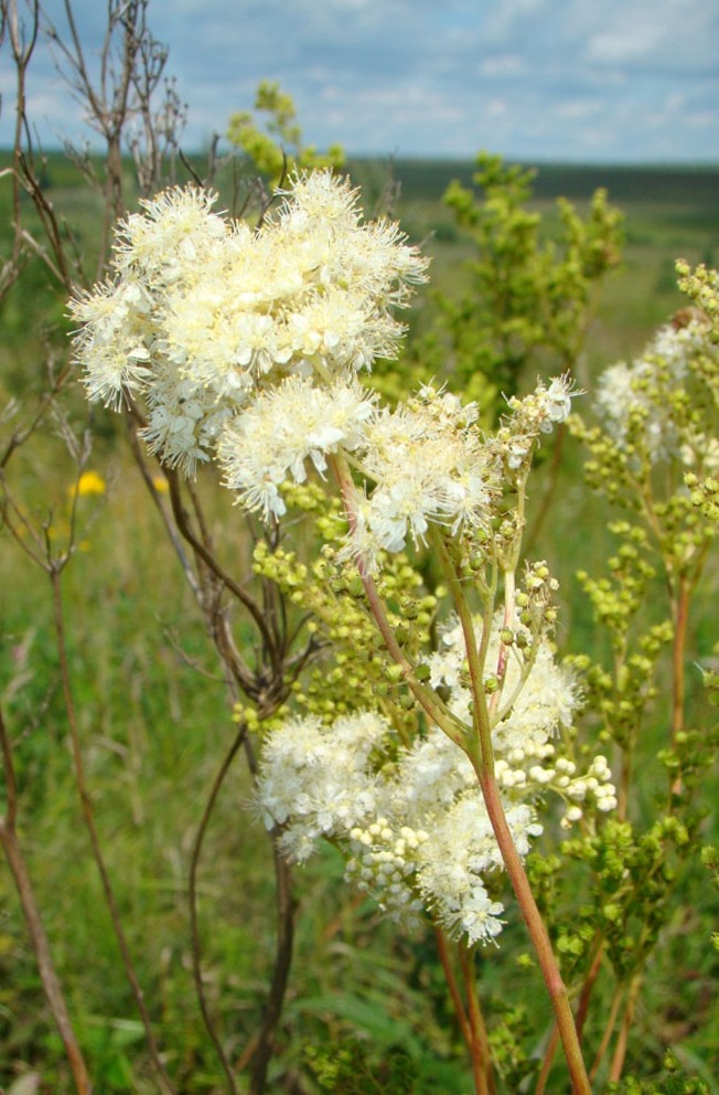 Image of Filipendula ulmaria specimen.