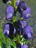 Aconitum firmum. Часть соцветия. Украина, Закарпатская обл., Раховский р-н, хр. Черногора, берег горного озера, 1800 м н.у.м. 17 июля 2007 г.