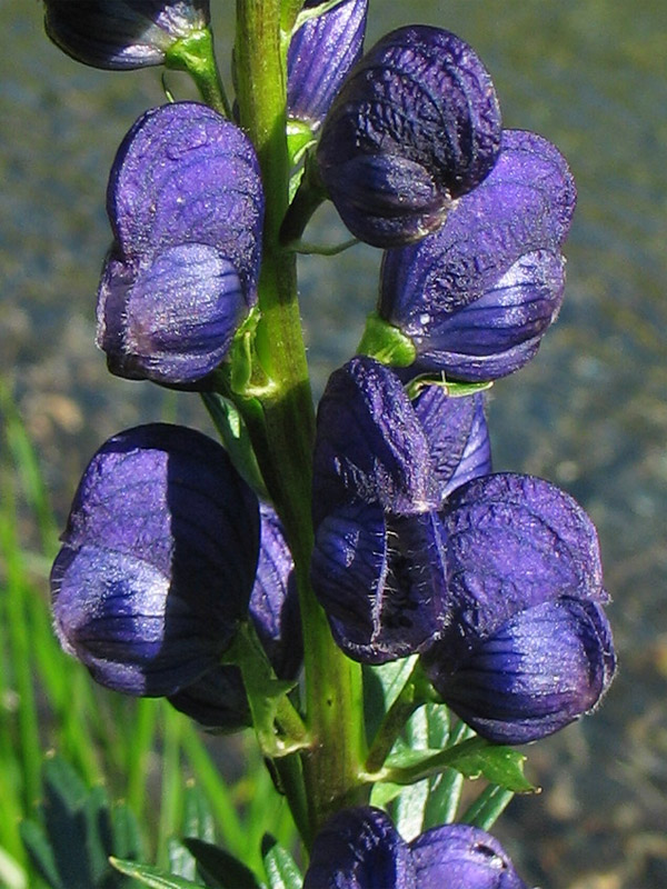 Изображение особи Aconitum firmum.