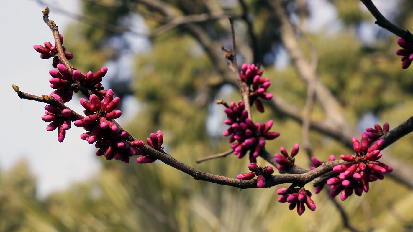 Изображение особи род Cercis.