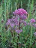 Hylotelephium triphyllum
