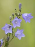 Campanula rotundifolia