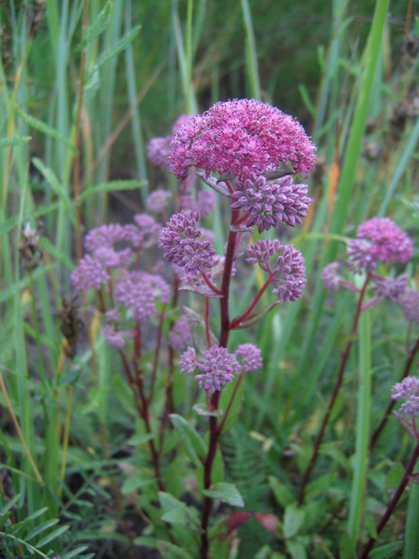 Изображение особи Hylotelephium triphyllum.