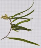 Searsia lancea