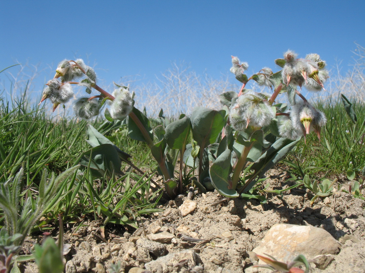 Изображение особи Rindera tetraspis.