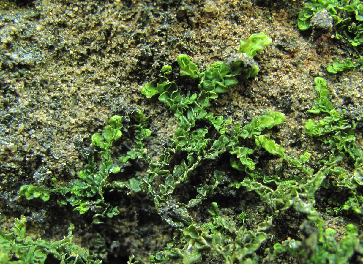 Image of genus Porella specimen.