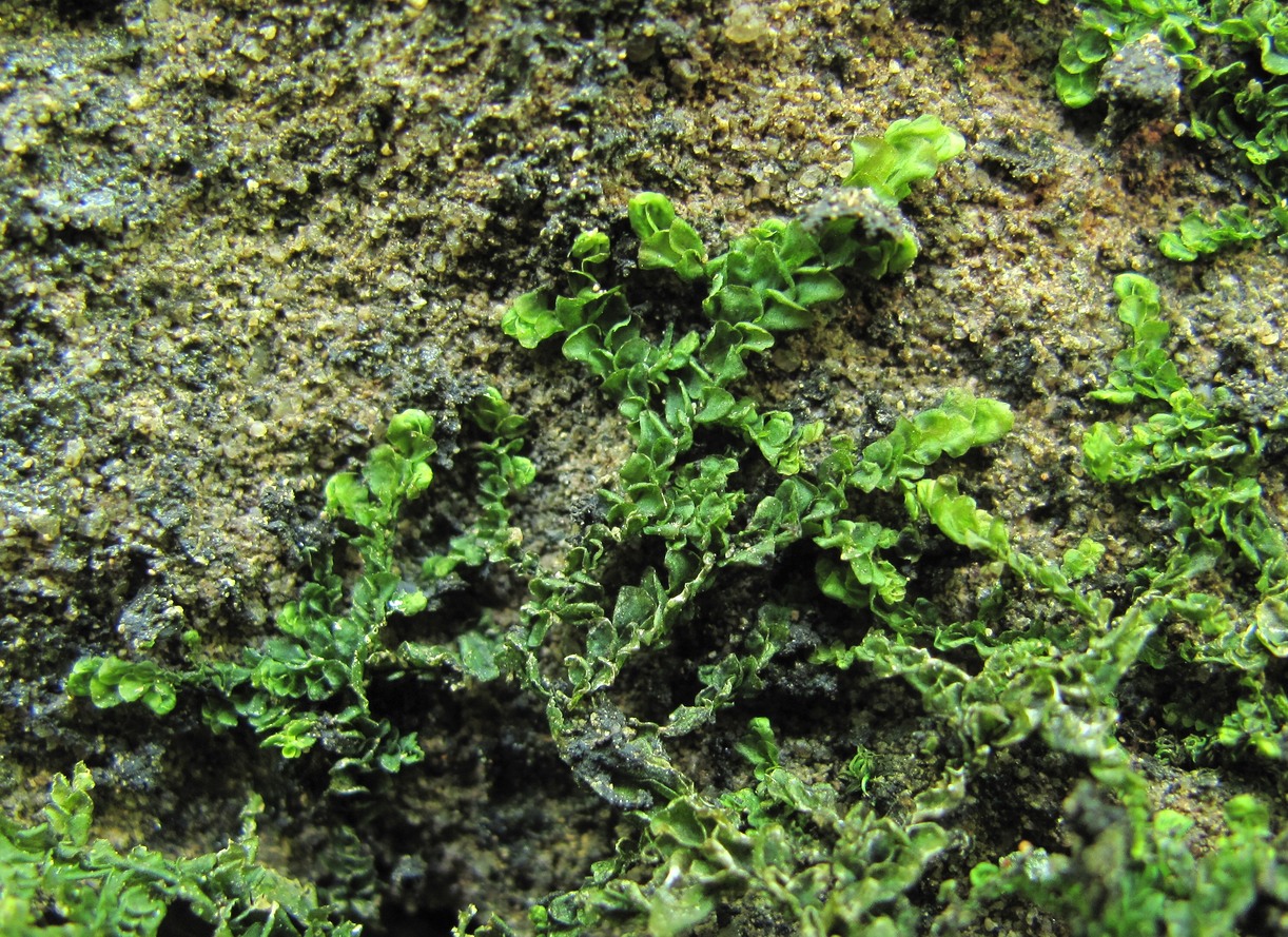 Image of genus Porella specimen.