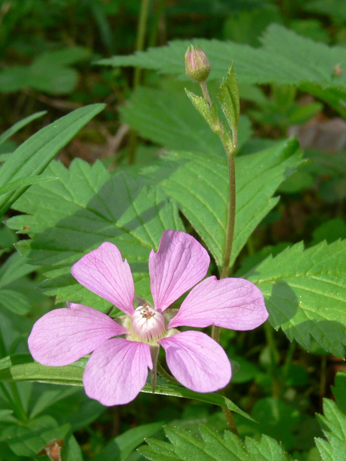 Image of Rubus arcticus specimen.