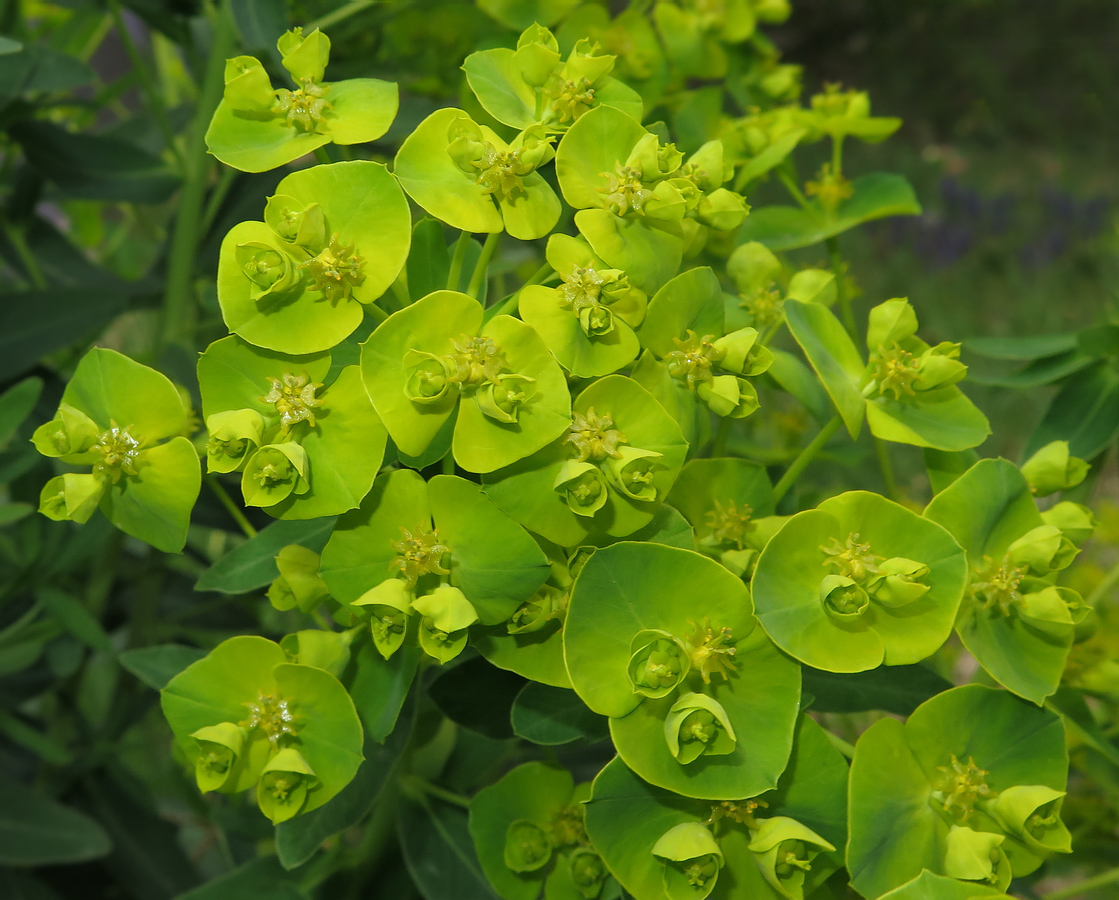 Изображение особи Euphorbia iberica.