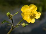 Ranunculus repens