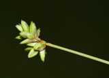 Image of taxon representative. Author is Вера Волкотруб