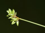 Carex tenuiflora. Верхушка побега с соплодиями. Приморский край, о. Русский, осоковое болото. 12.06.2017.