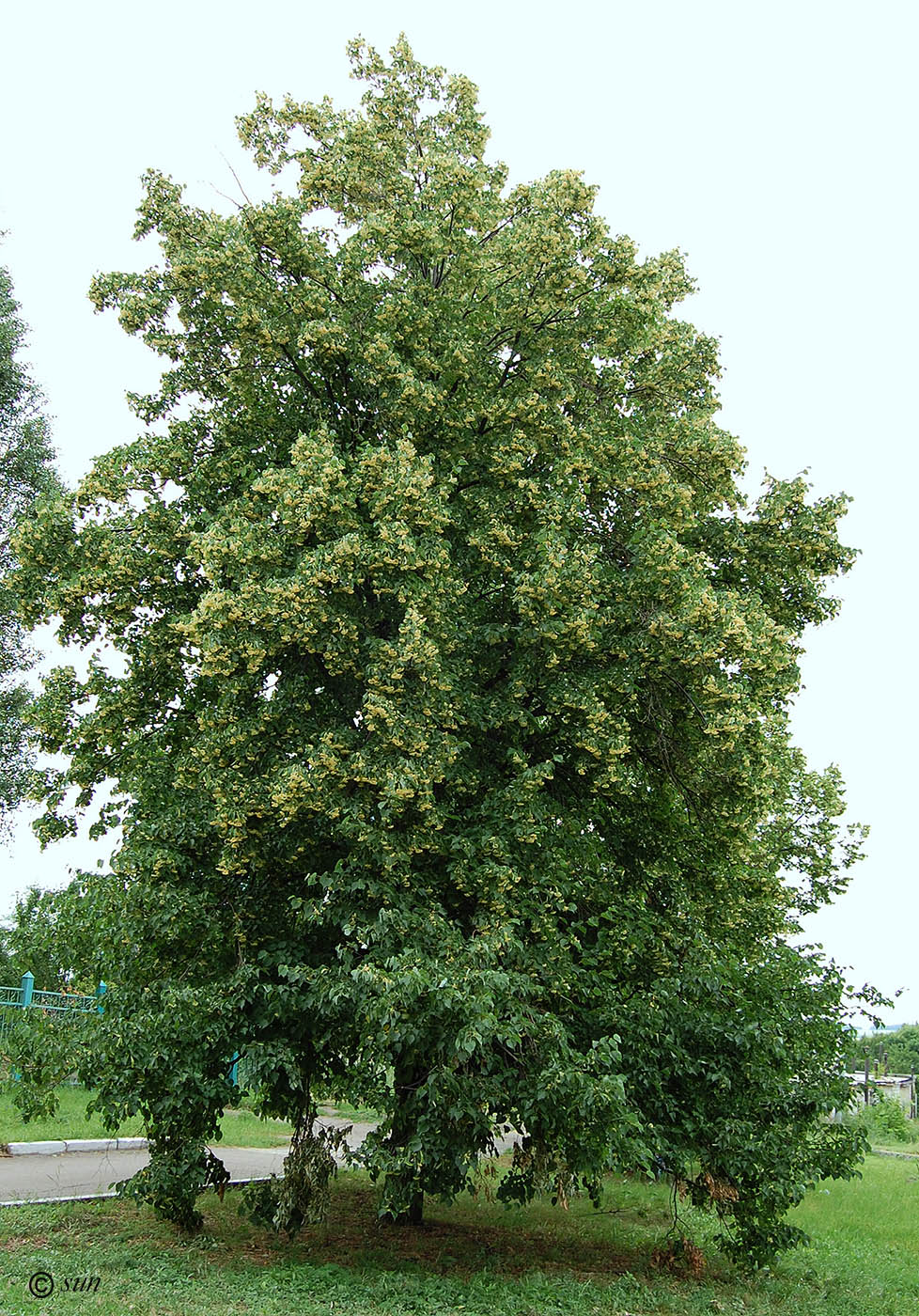 Image of Tilia amurensis specimen.