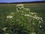 Pleurospermum uralense. Цветущие растения на разнотравном лугу. Свердловская обл., окр. г. Североуральск. 02.07.2007.