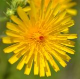 Picris hieracioides