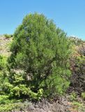 Juniperus excelsa