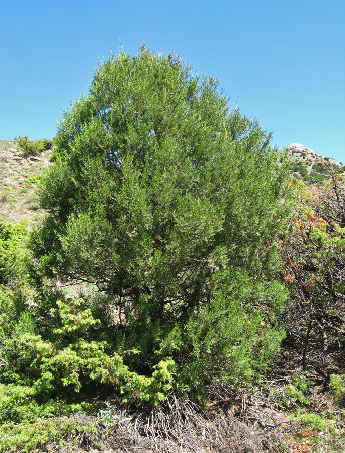 Image of Juniperus excelsa specimen.