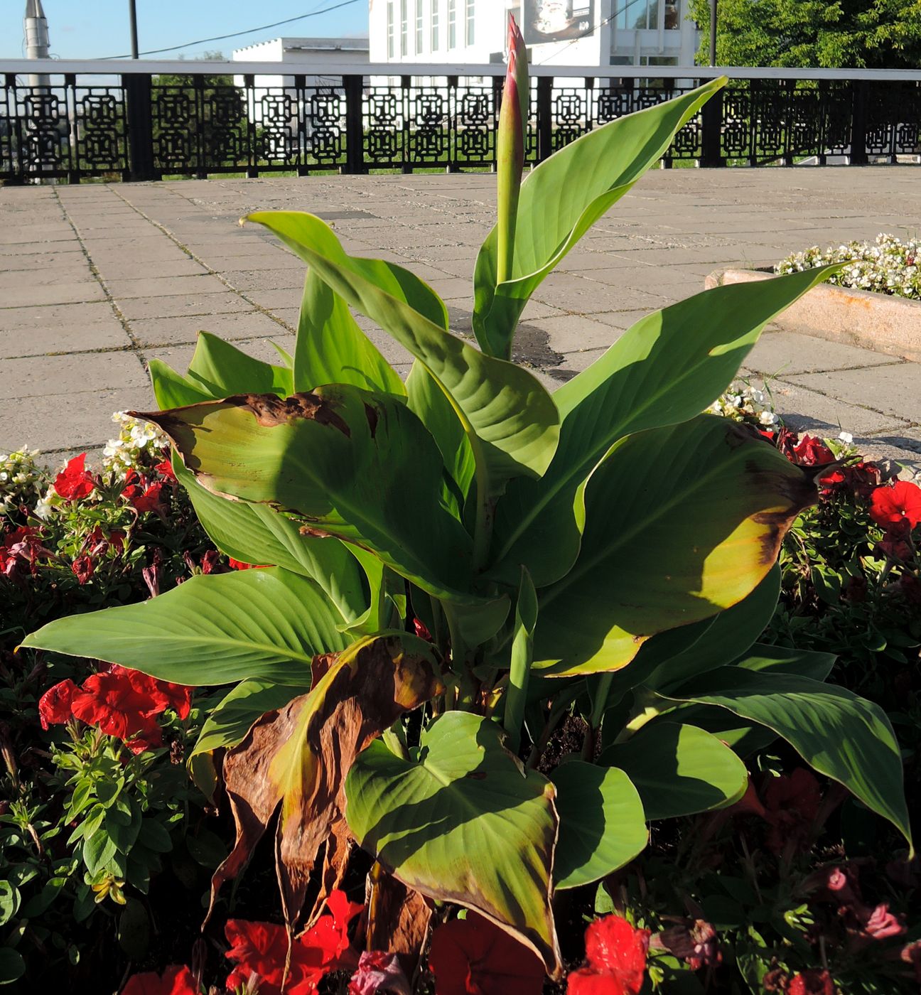 Image of Canna indica specimen.