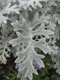 Senecio cineraria