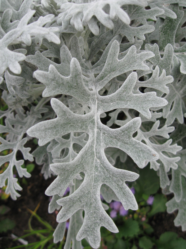 Image of Senecio cineraria specimen.