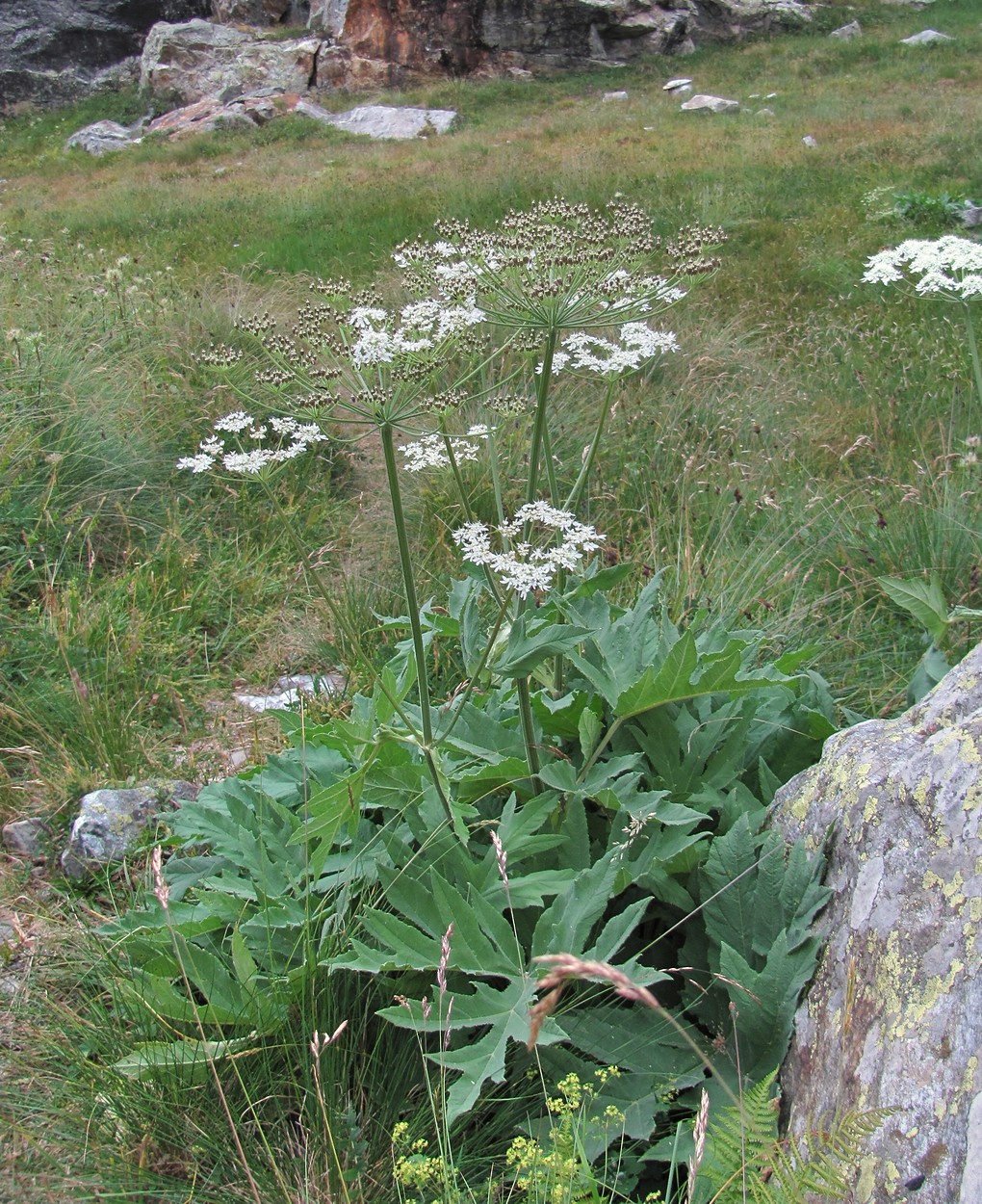 Изображение особи Heracleum freynianum.