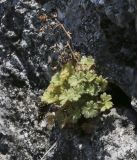 Saxifraga irrigua