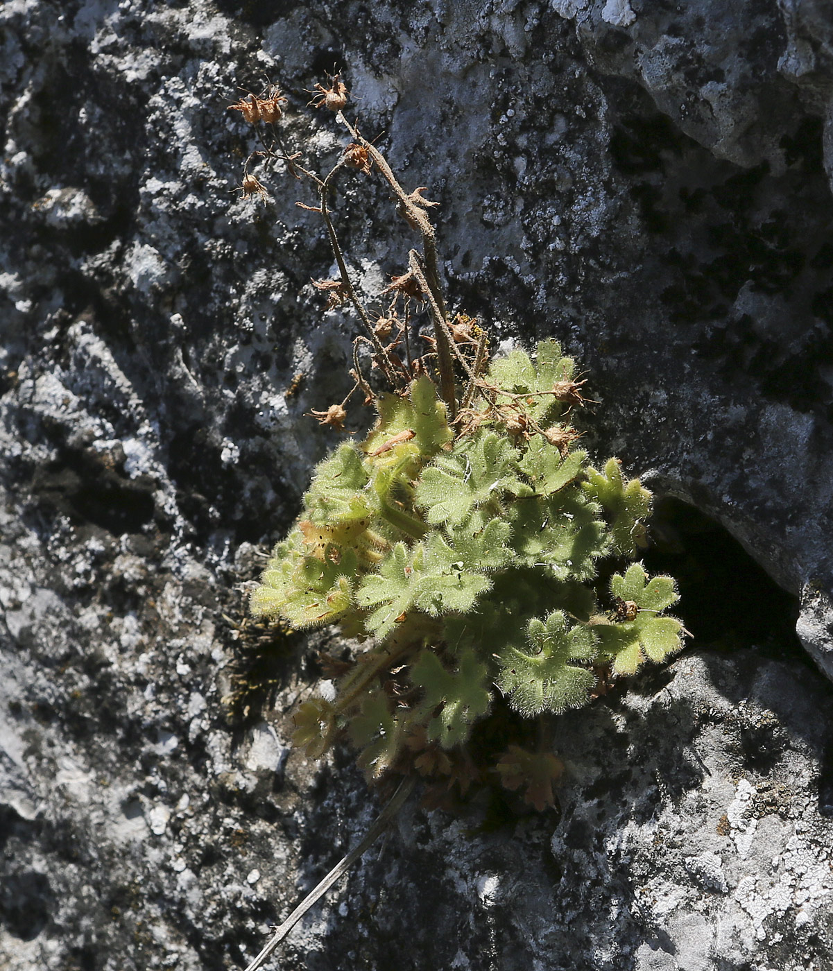 Image of Saxifraga irrigua specimen.