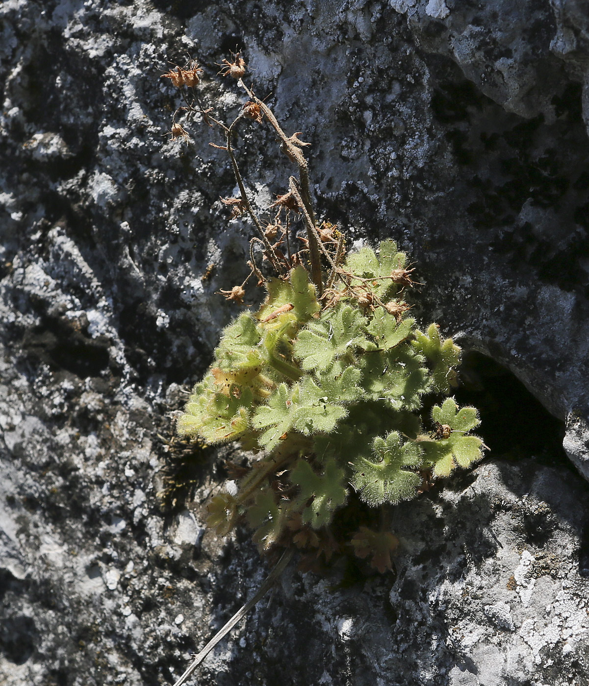 Изображение особи Saxifraga irrigua.