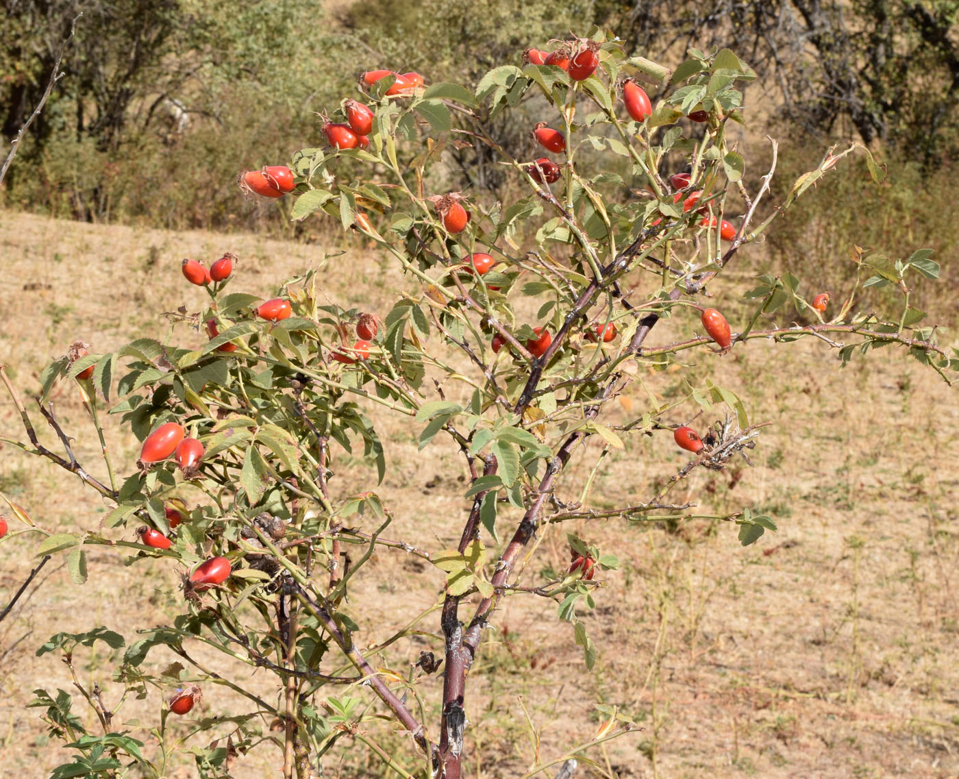 Изображение особи Rosa canina.