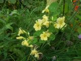 Tropaeolum majus